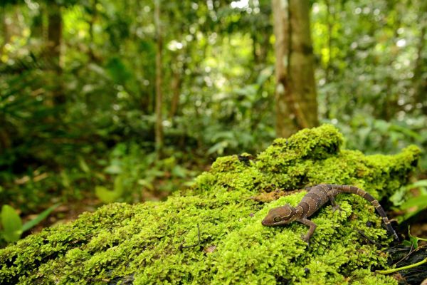 Cyrtodactylus intermedius
