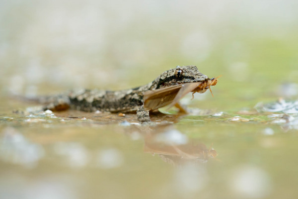 Ein Hausgecko mit Beute im Maul, auf einer feuchten Oberfläche sitzend.