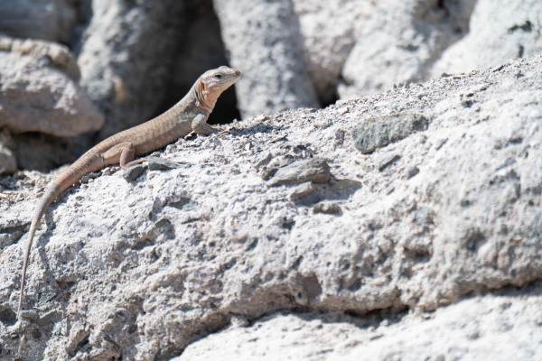 Kanaren-Rieseneidechse auf felsigem Untergrund, seitlich liegend.