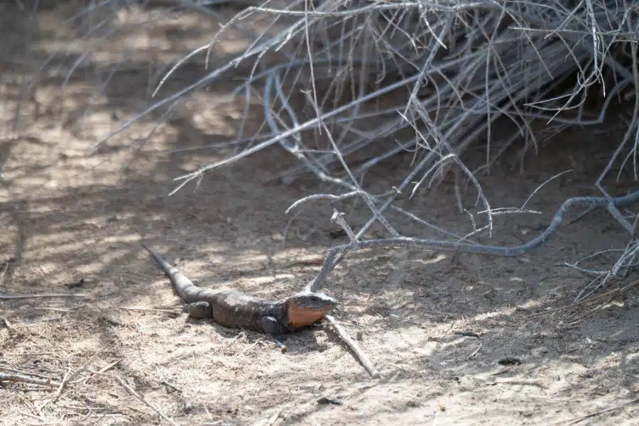 Eine Kanaren-Rieseneidechse (Gallotia stehlini) auf trockenem Boden unter Zweigen.