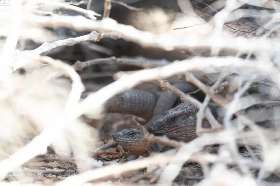 Eine Kanaren-Rieseneidechse versteckt sich zwischen Zweigen im Unterholz.