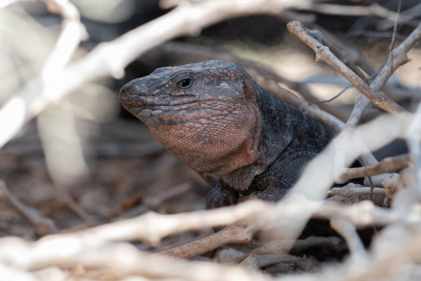 Kanaren-Rieseneidechse (Gallotia stehlini) zwischen Ästen auf dem Boden.