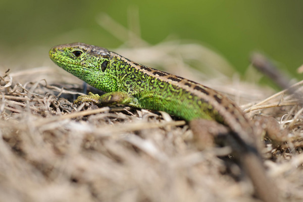 Männliche Zauneidechse mit grüner Färbung auf trockenem Gras