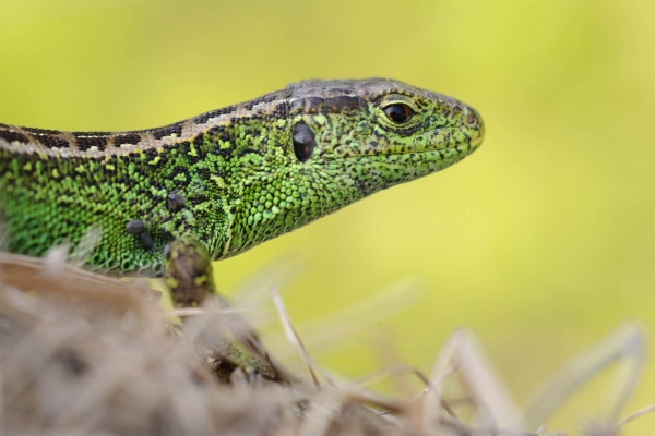 Männliche Zauneidechse mit grüner Färbung auf trockenem Boden.