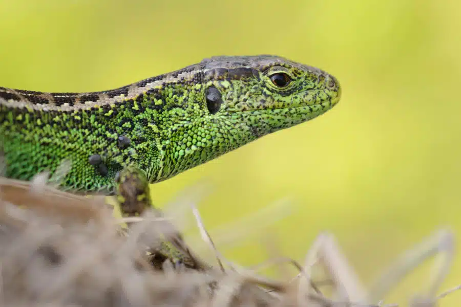 Männliche Zauneidechse mit grüner Färbung auf trockenem Boden.