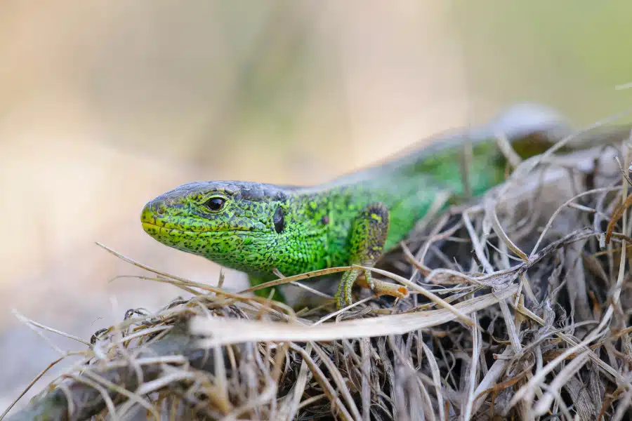Nahaufnahme einer männlichen, grünen Zauneidechse auf einem Strohhaufen.