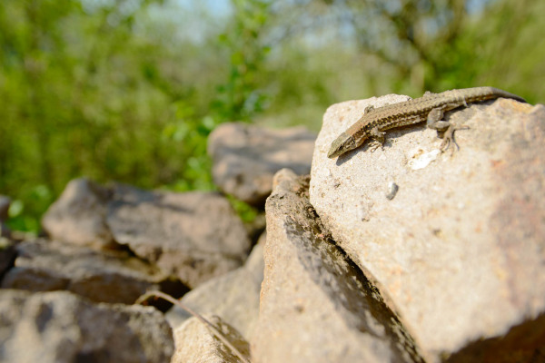 Mauereidechse auf steinigem Untergrund in natürlicher Umgebung.