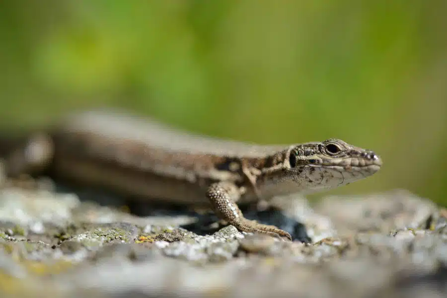 Mauereidechse streckt sich auf einem warmen Stein in der Sonne.
