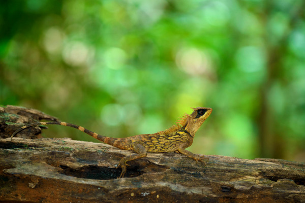 Ein Nackenstachler sitzt auf einem Baumstamm im dichten Regenwald.