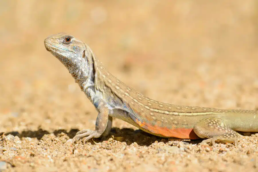 Eine Schmetterlingsagame liegt auf einem sandigen Boden.