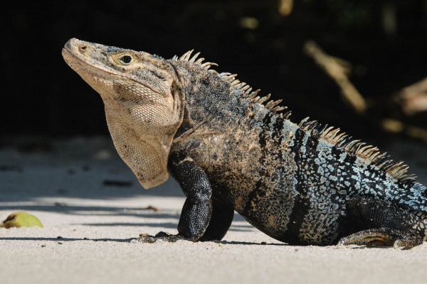 Schwarzer Leguan auf sandigem Untergrund mit aufgerichteter Haltung.