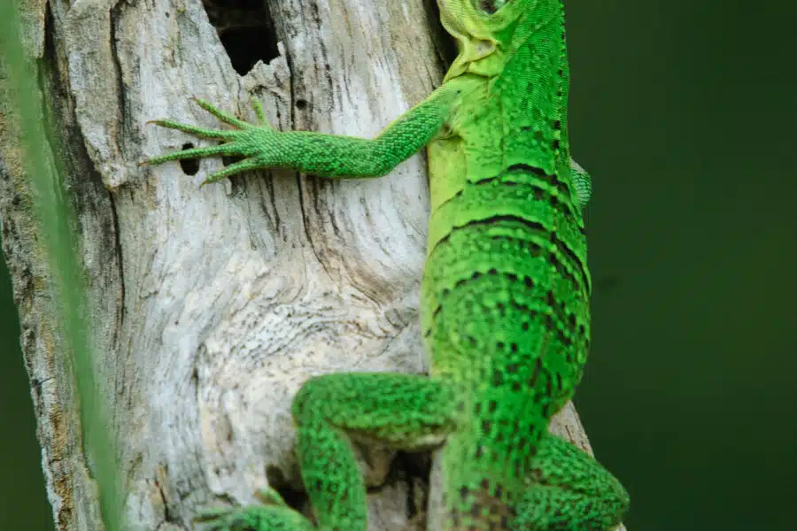 Grüner Leguan klettert auf einem hellen Baumstamm im Regenwald