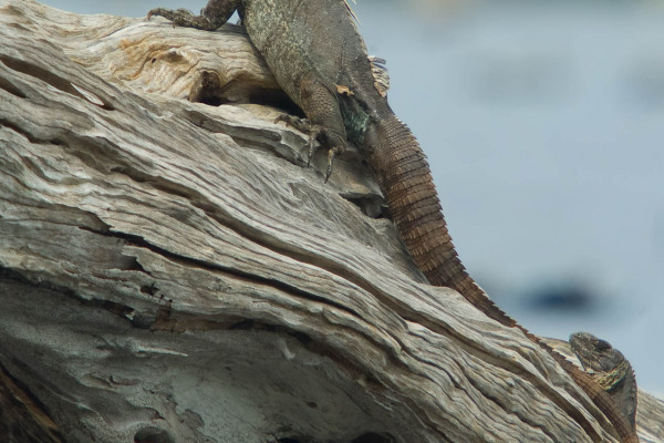 Utila-Schwarzleguan auf einem Stück Treibholz sitzend.