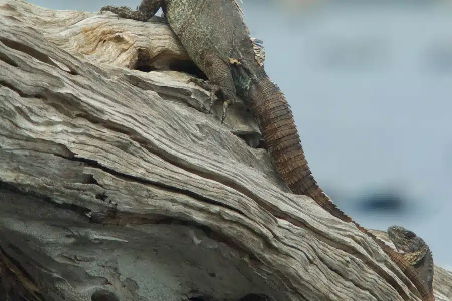 Utila-Schwarzleguan auf einem Stück Treibholz sitzend.