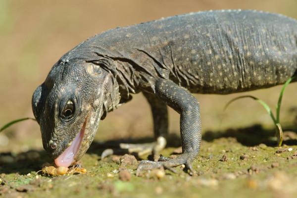 Ein Utila-Schwarzleguan frisst ein Insekt am Boden.