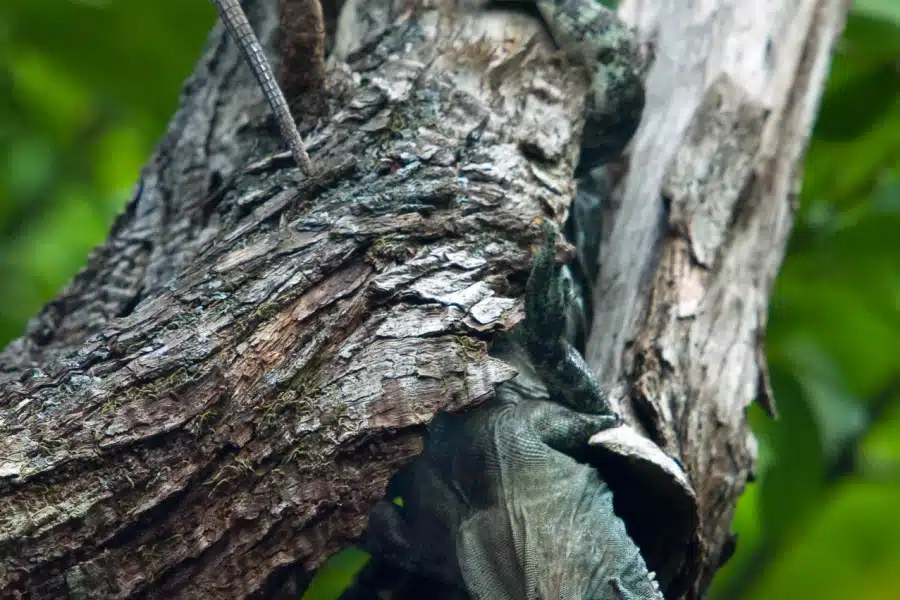 Ein Utila-Schwarzleguan ruht getarnt auf einem Baumstamm.