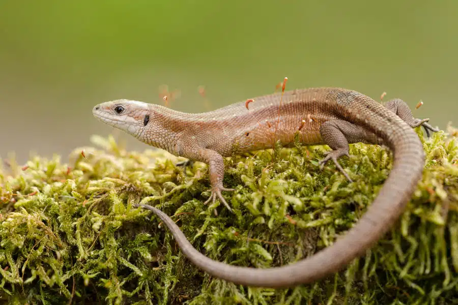 Eine Waldeidechse auf einem moosbewachsenen Untergrund.