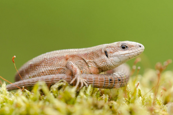 Eine Waldeidechse liegt auf einem moosbedeckten Boden.