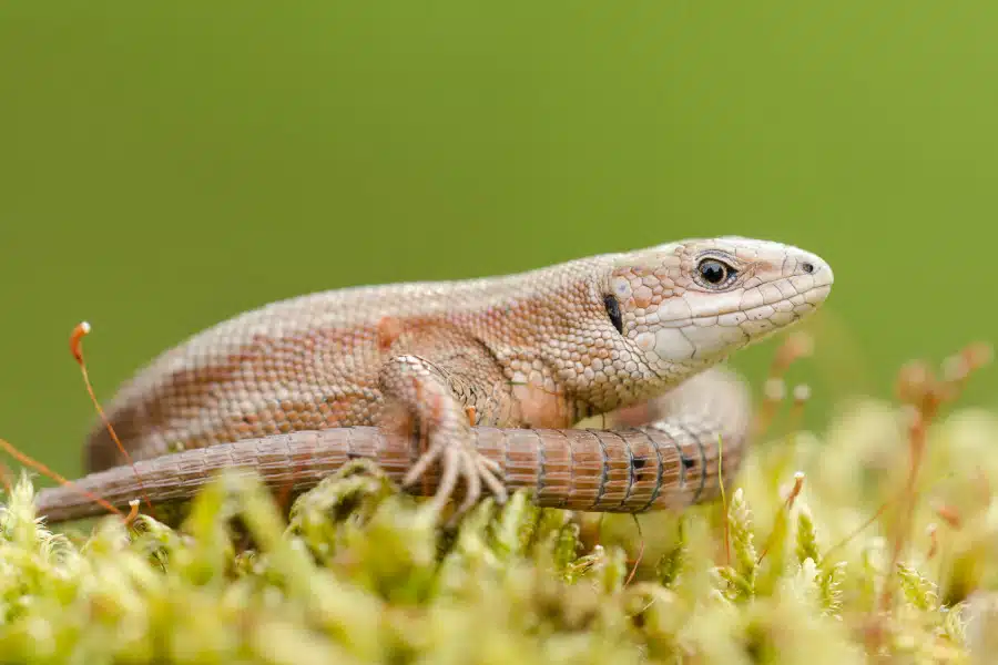 Eine Waldeidechse liegt auf einem moosbedeckten Boden.