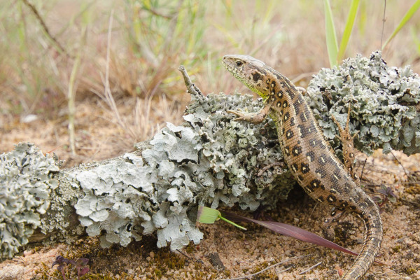Weibliche Zauneidechse sonnt sich auf einem Flechten bewachsenen Ast im sandigen Gelände.