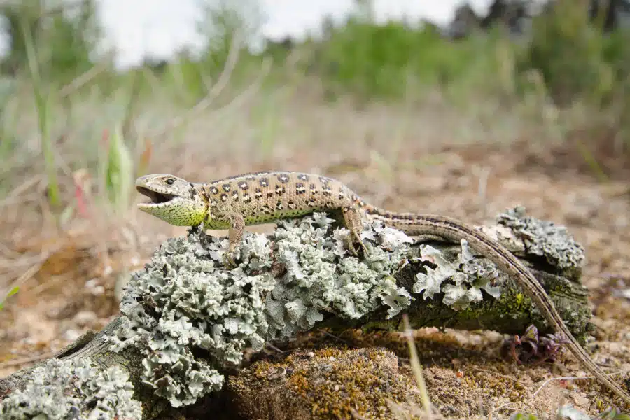 Weibliche Zauneidechse auf moosigem Ast in natürlichem Habitat.