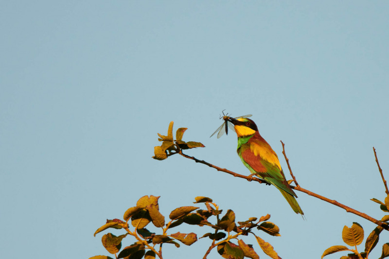 Bunten Bienenfresser hält Insekt im Schnabel auf einem Ast.