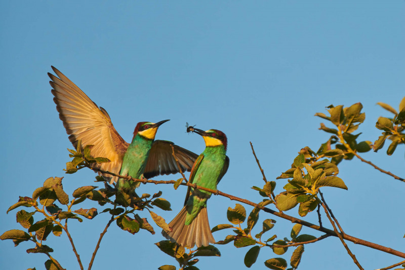 Zwei farbenfrohe Bienenfresser auf einem Ast, einer mit Insekt im Schnabel.