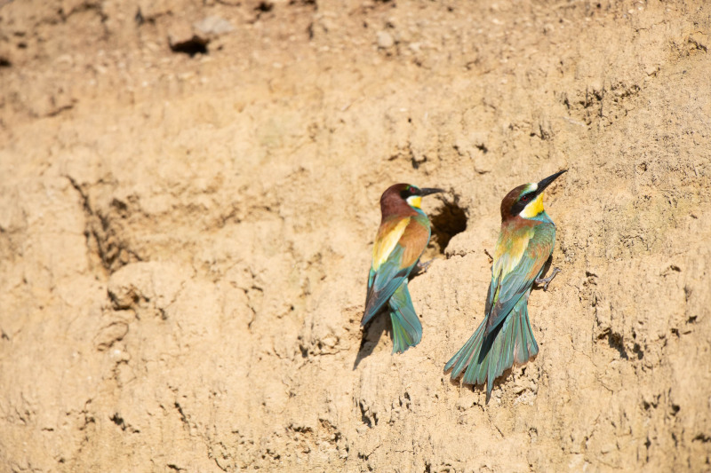 Zwei bunte Bienenfresser an einer sandigen Wand sitzend.