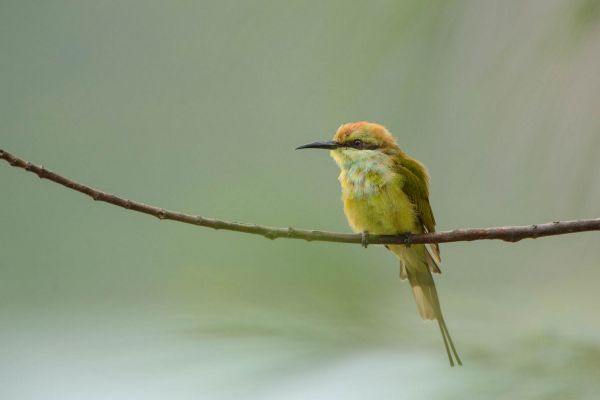 Ein Grünbienenfresser sitzt auf einem dünnen Ast vor verschwommenem Hintergrund.