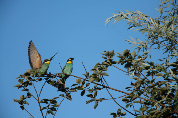 Zwei farbige Bienenfresser sitzen auf einem Zweig unter blauem Himmel.
