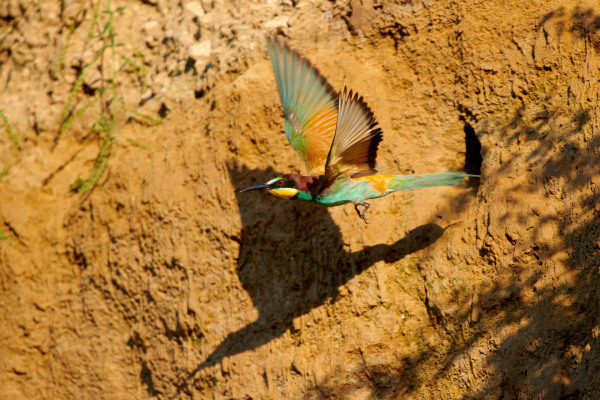 Bienenfresser im Flug an einer sandigen Lehmwand vor blauem Himmel.