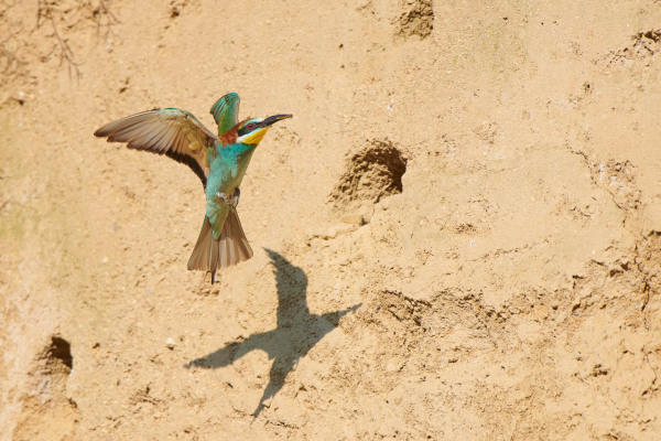 Bienenfresser fliegt vor einer sandigen Steilwand mit Bruthöhlen.