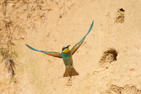 Ein fliegender Bienenfresser mit ausgebreiteten Flügeln vor einer Sandwand.