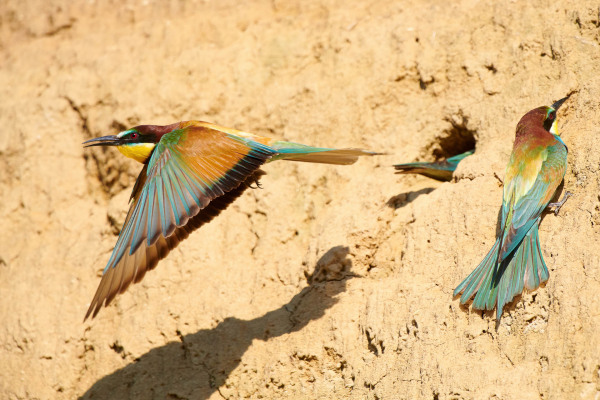 Zwei Bienenfresser in einer Lehmwand, einer fliegt, einer sitzt.