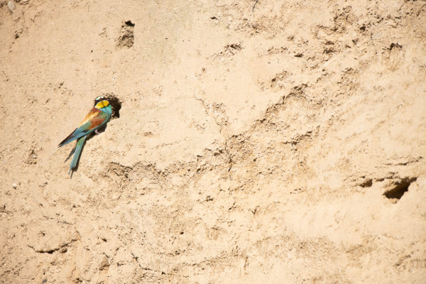 Ein Bienenfresser baut eine Nesthöhle in einem Sandhang.