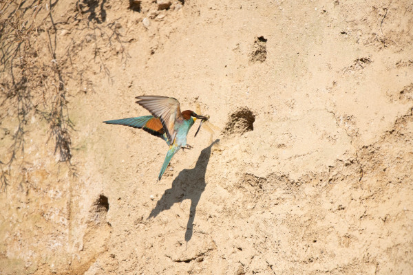 Bienenfresser fliegt an Sandwand, hält Insekt im Schnabel.