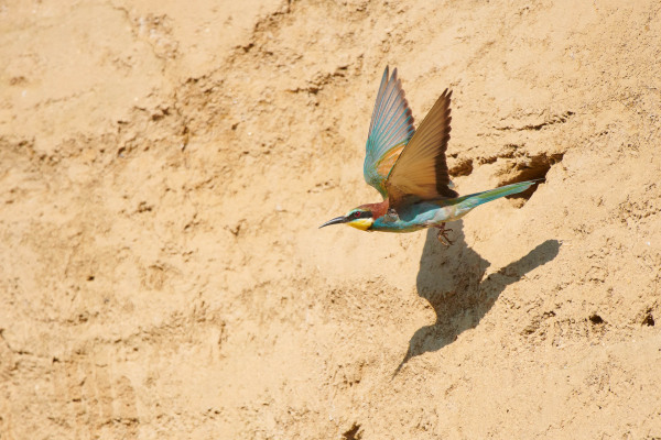 Bunter Bienenfresser fliegt von einer Sandwand ab.