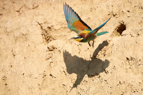 Ein bunter Bienenfresser im Flug vor einer sandigen Wand.