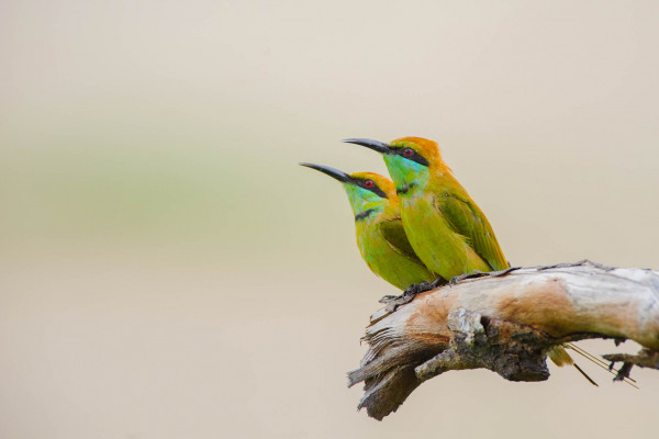Zwei Smaragdspinte sitzen auf einem Ast und schauen in eine Richtung.
