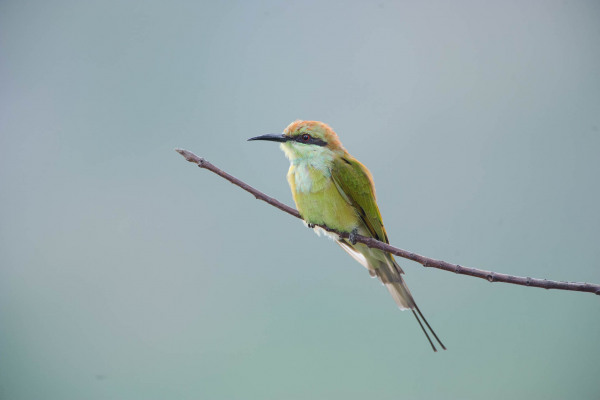 Smaragdspint mit grünem Gefieder sitzt auf einem dünnen Ast.