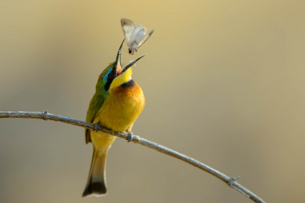 Zwergspint sitzt auf Zweig und fängt ein Insekt in der Luft.