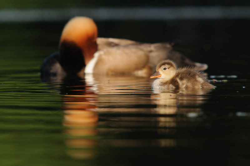 Junge Kolbenente schwimmt im Wasser vor einem männlichen Erpel.