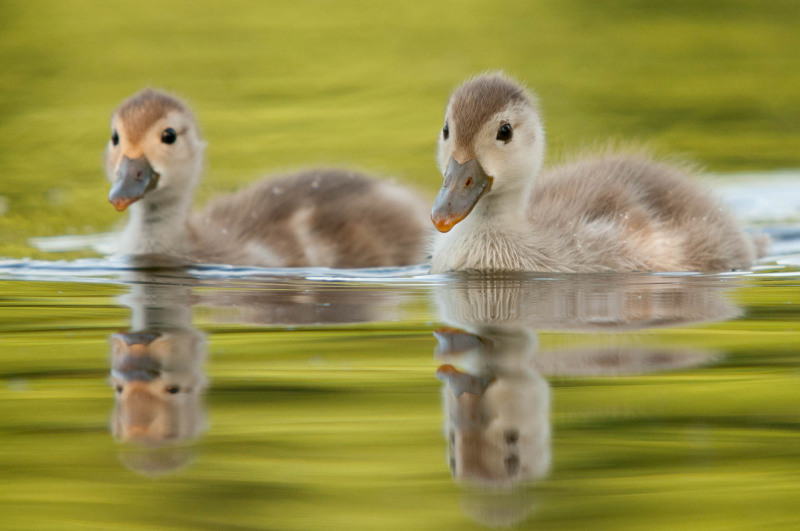 Zwei junge Kolbenenten schwimmen im ruhigen Wasser nebeneinander.