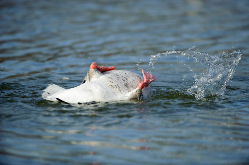 Eine Graugans spritzt Wasser in einem Gewässer mit ihren Flügeln.