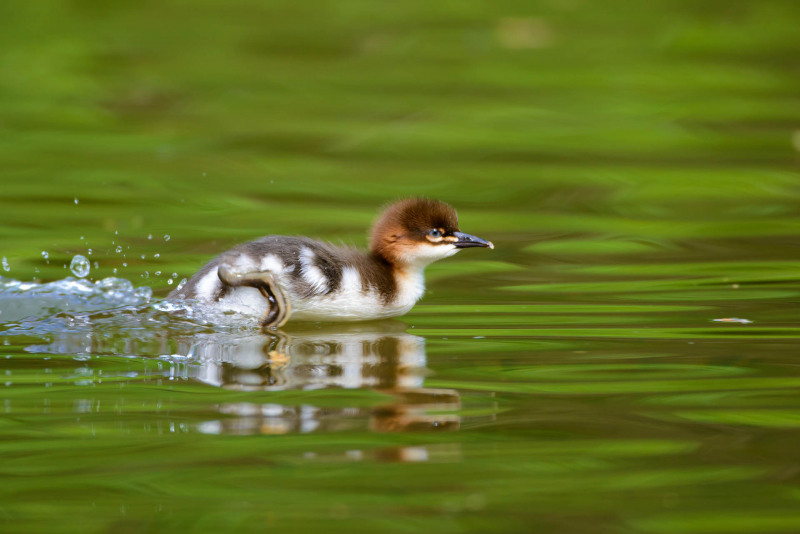 Ein junges Gänsesägerküken schwimmt über die ruhige Wasseroberfläche.