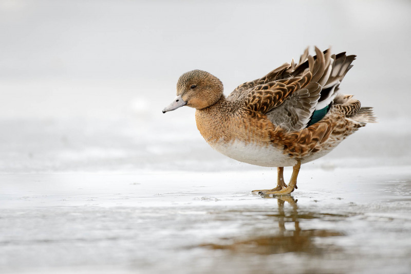 Pfeifente auf einer Eisschicht, zeigt typische Färbung und Struktur.