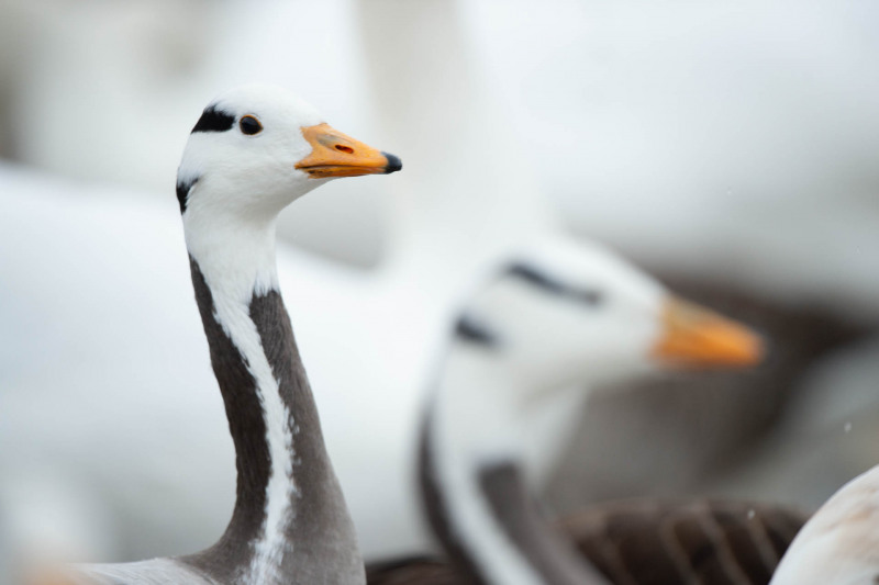Nahaufnahme einer Streifengans mit charakteristischen dunklen Streifen am Kopf.