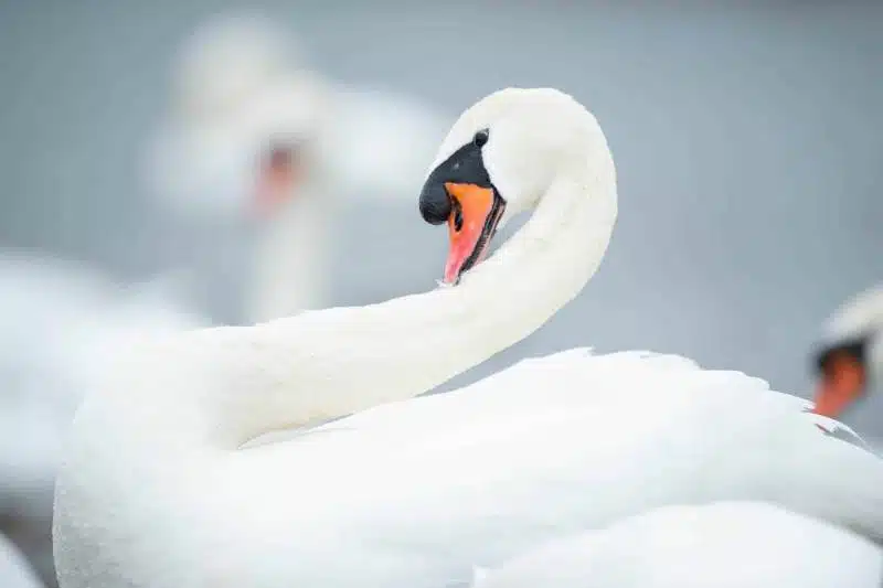 20190209-DSC_6074