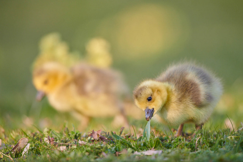Zwei Graugansküken suchen auf einer Wiese nach Nahrung.