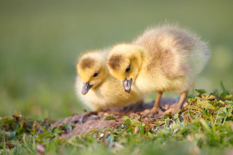 Zwei flaumige Graugänseküken nebeneinander auf grüner Wiese.